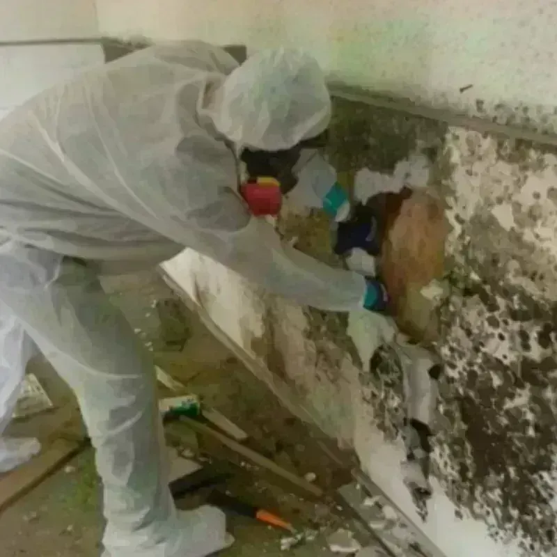 Mold Remediation and Removal in Lucas, TX